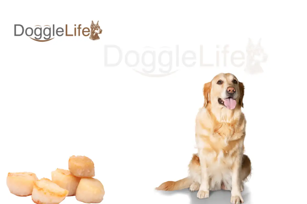 Can Dogs Eat Scallops