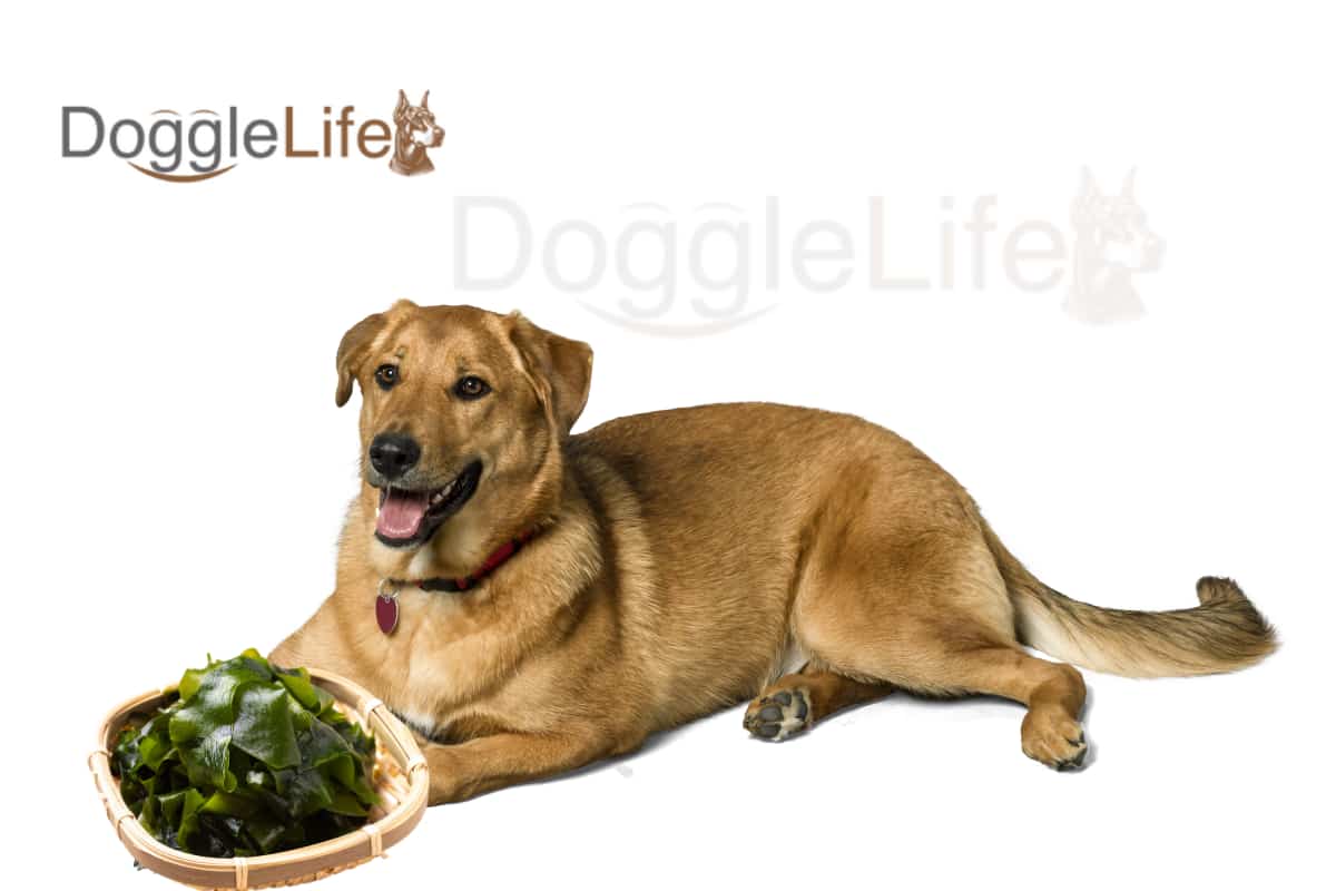 Can Dogs Eat Seaweed