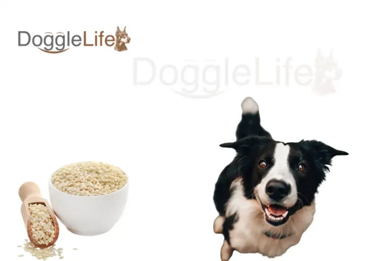 Can Dogs Eat Sesame Seeds