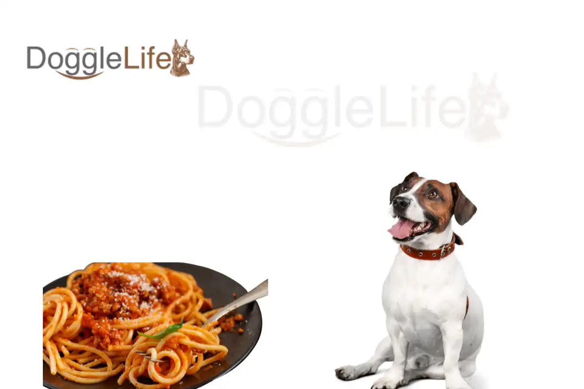 Can Dogs Eat Spaghetti