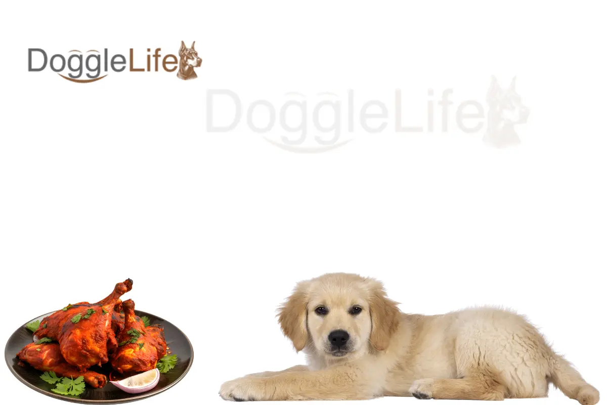 Can Dogs Eat Spicy Food