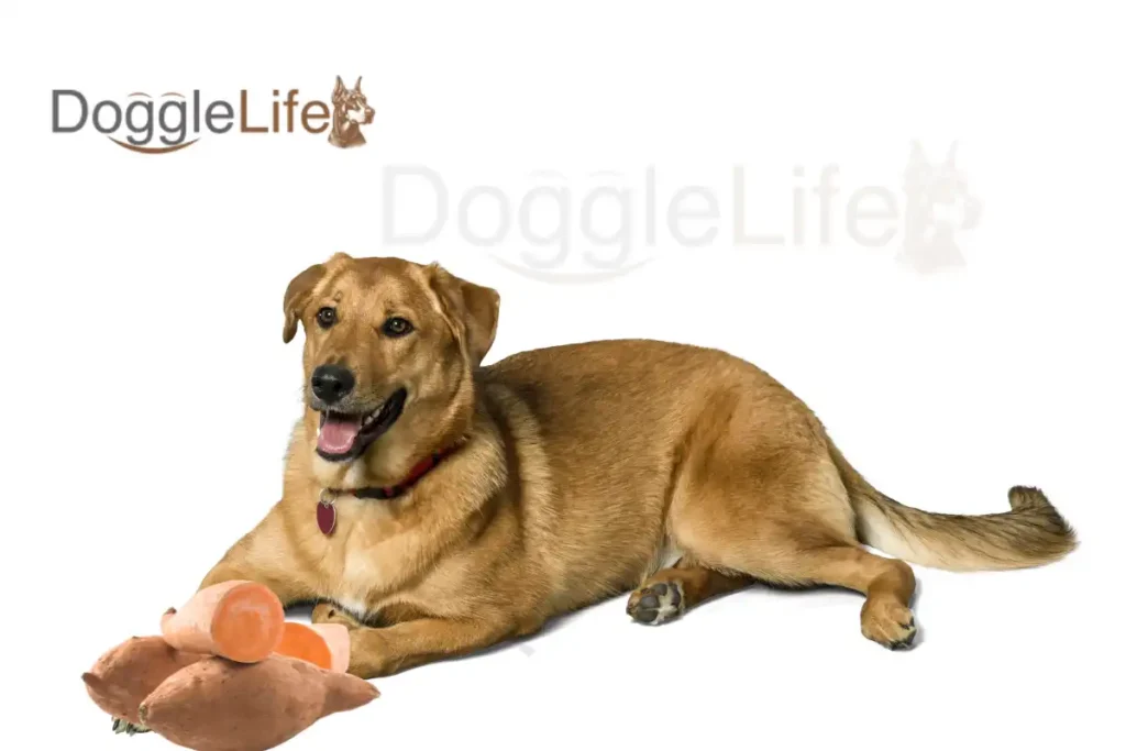 Can Dogs Eat Sweet Potatoes Vet Approved