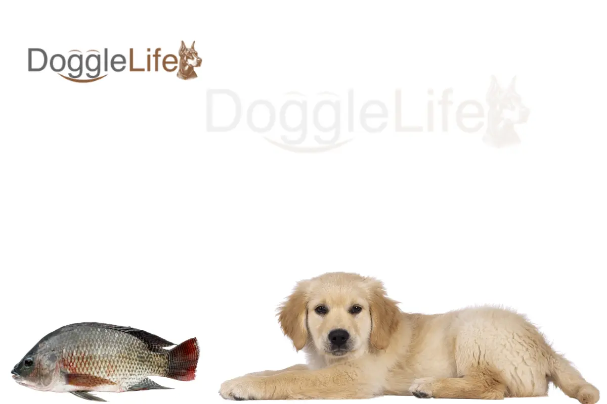 Can Dogs Eat Tilapia