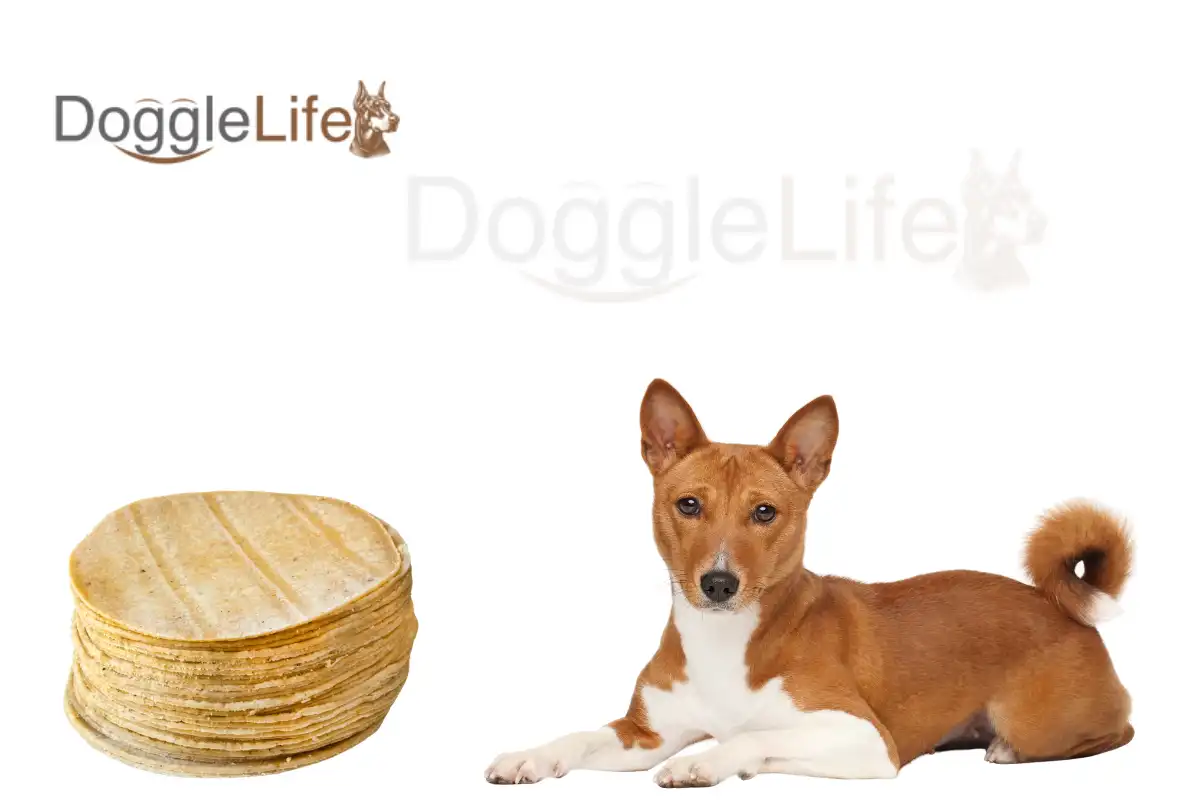 Can Dogs Eat Tortillas