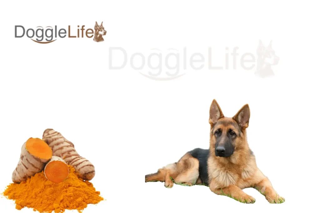 Can Dogs Eat Turmeric Vet Approved