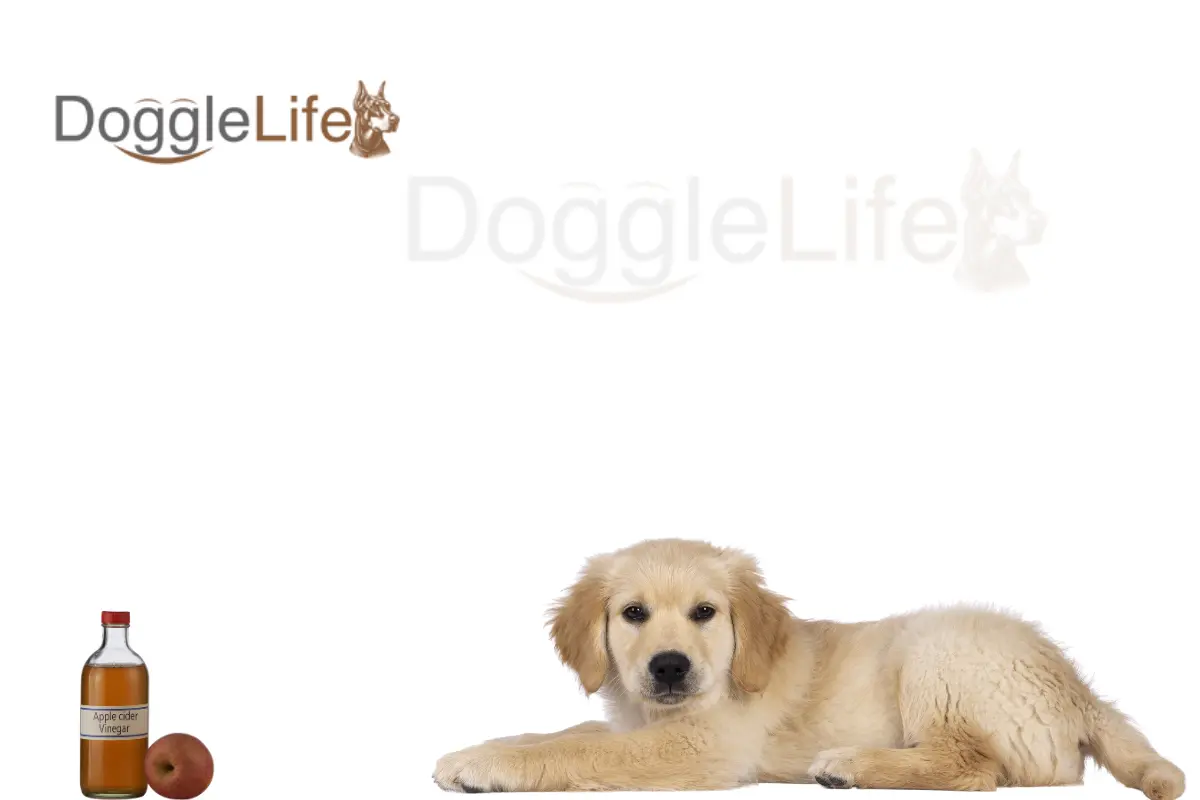 Can Dogs Eat Vinegar