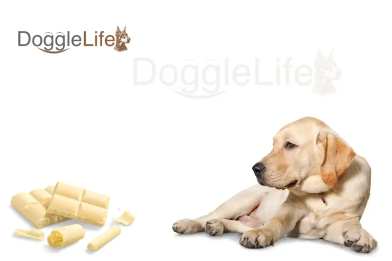 Can Dogs Eat White Chocolate