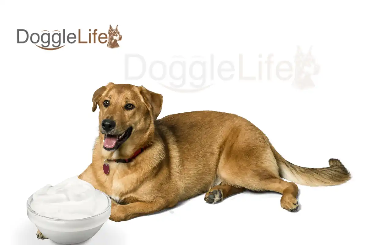 Can Dogs Eat Yogurt
