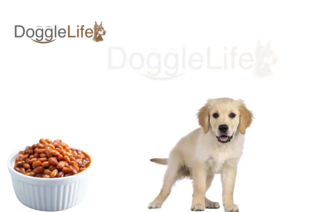 Can Dogs Eat Baked Beans Vet Approved