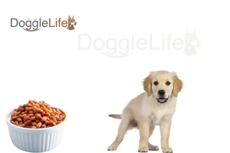 Can dogs eat baked beans