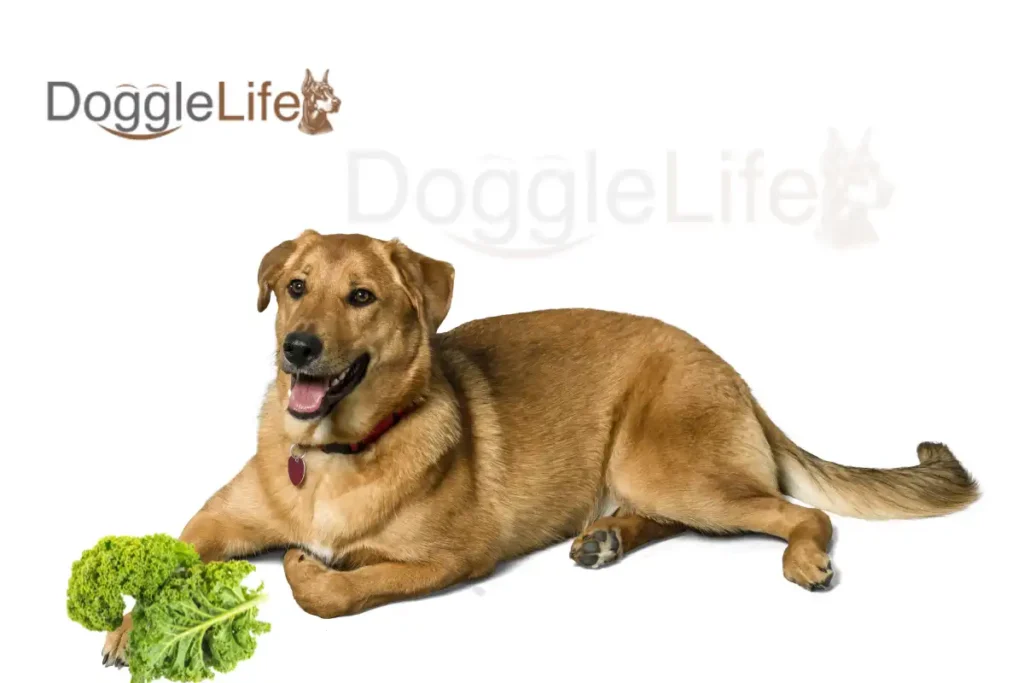 Can dogs eat kale Vet Approved
