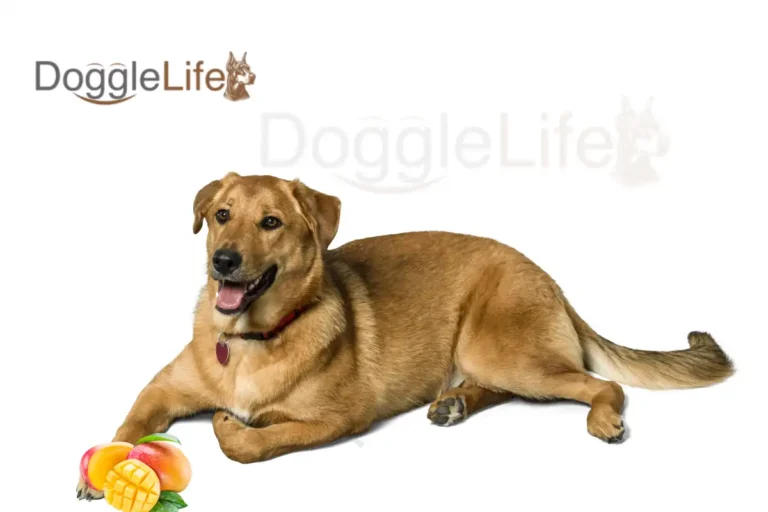 Can dogs eat mango