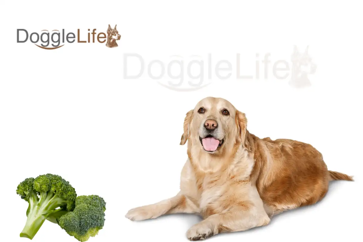 Can dogs eat raw broccoli