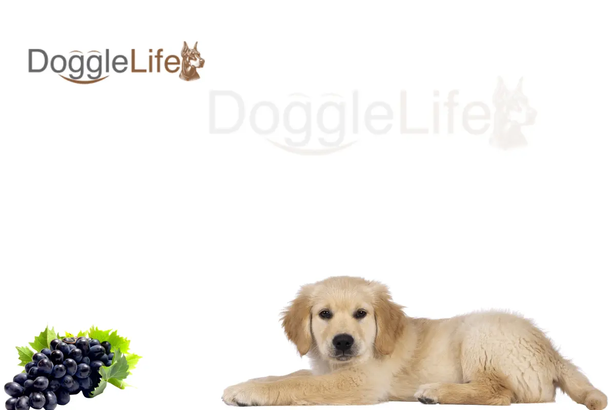 How many grapes can a dog eat