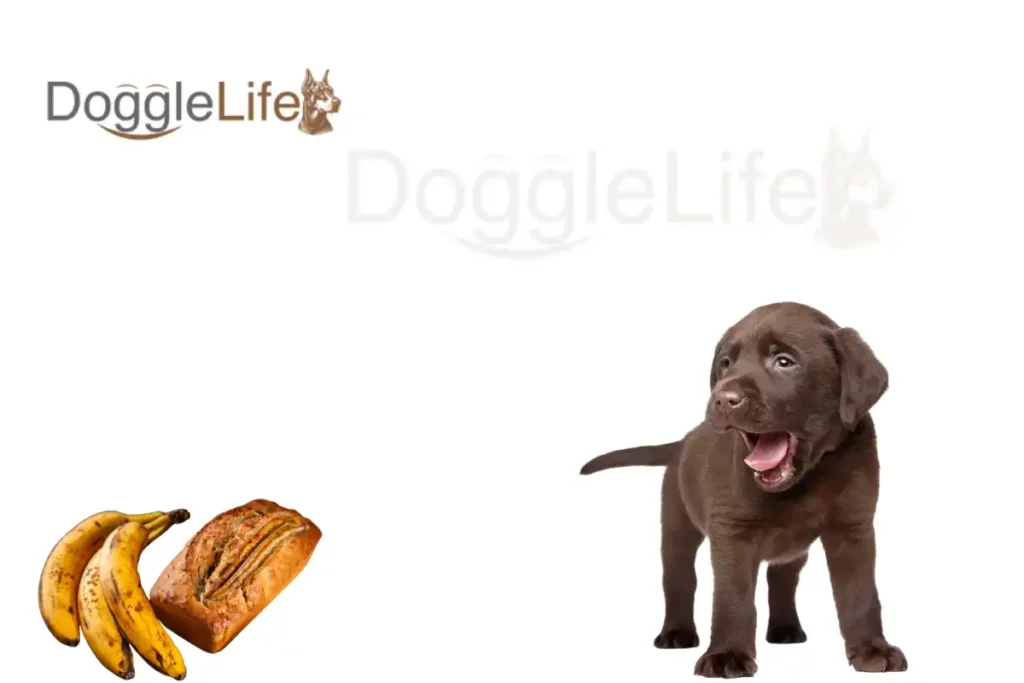 Can Dogs Eat Banana Bread Vet Approved