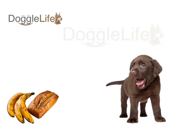 an dogs eat banana bread