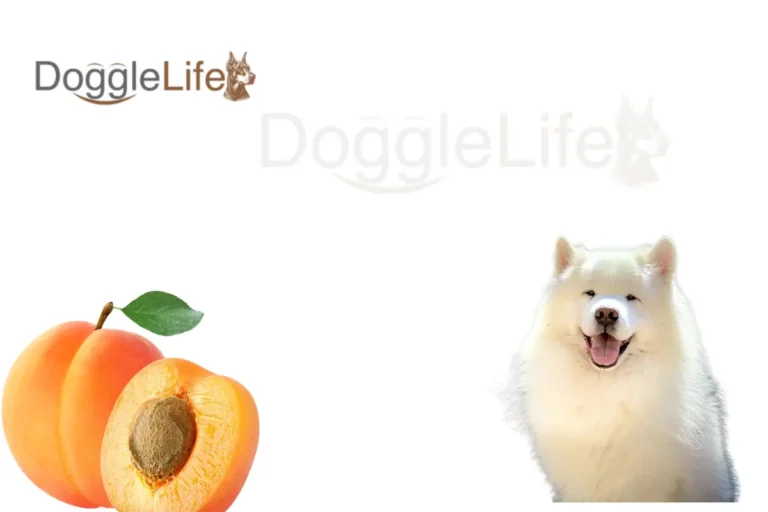 can dogs eat apricots