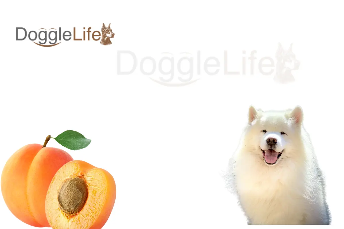 can dogs eat apricots