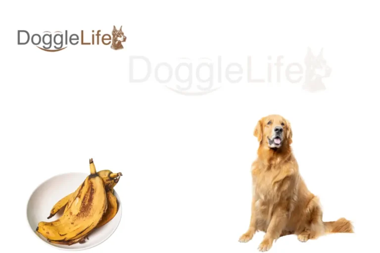 can dogs eat banana peels