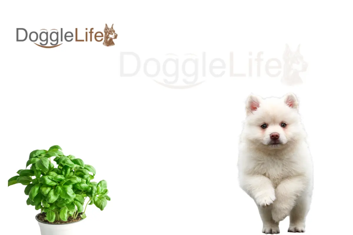 can dogs eat basil