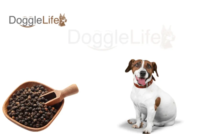 can dogs eat black pepper