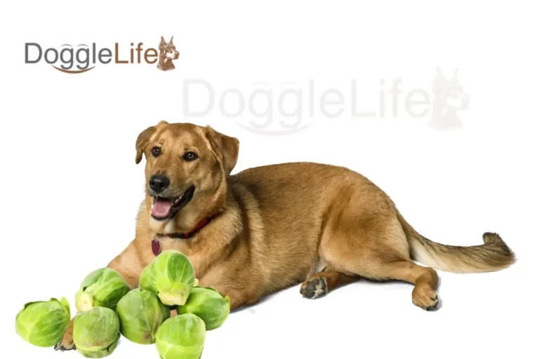 Can Dogs Eat Brussel Sprouts