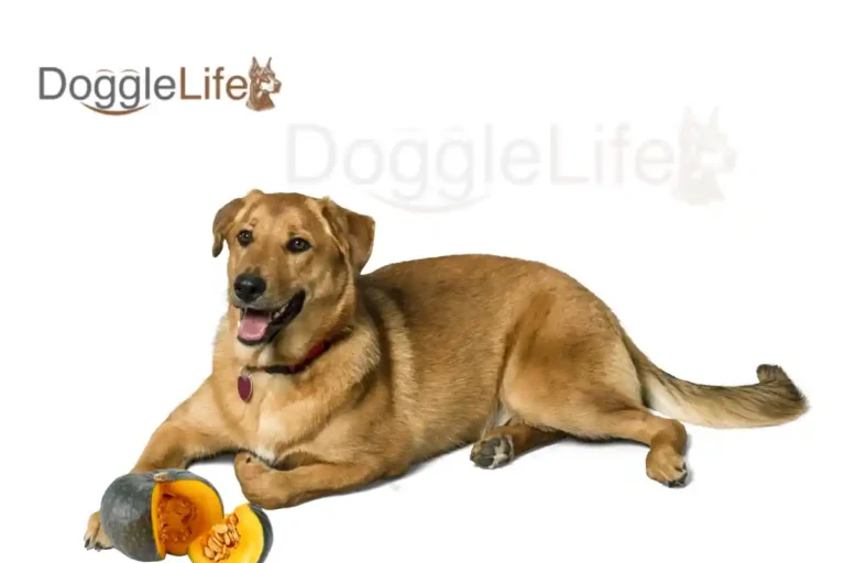 can dogs eat butternut squash