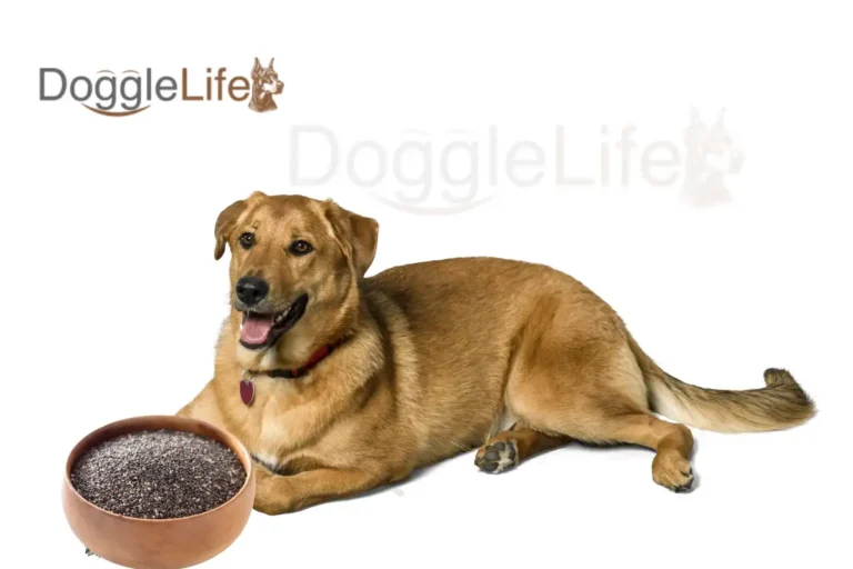 can dogs eat chia seeds