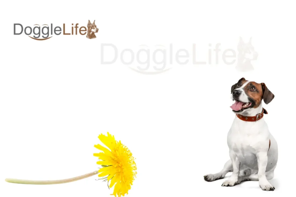 Can Dogs Eat Dandelions Vet Approved