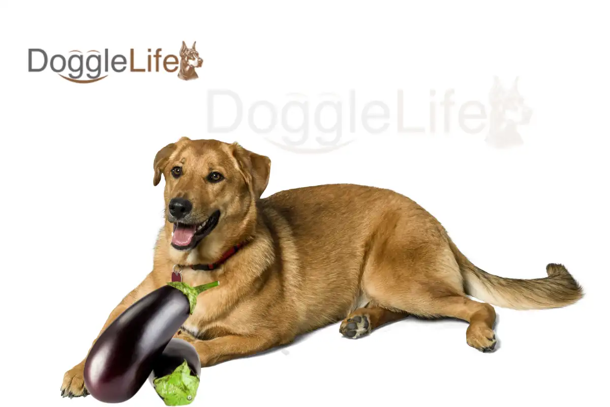 can dogs eat eggplant