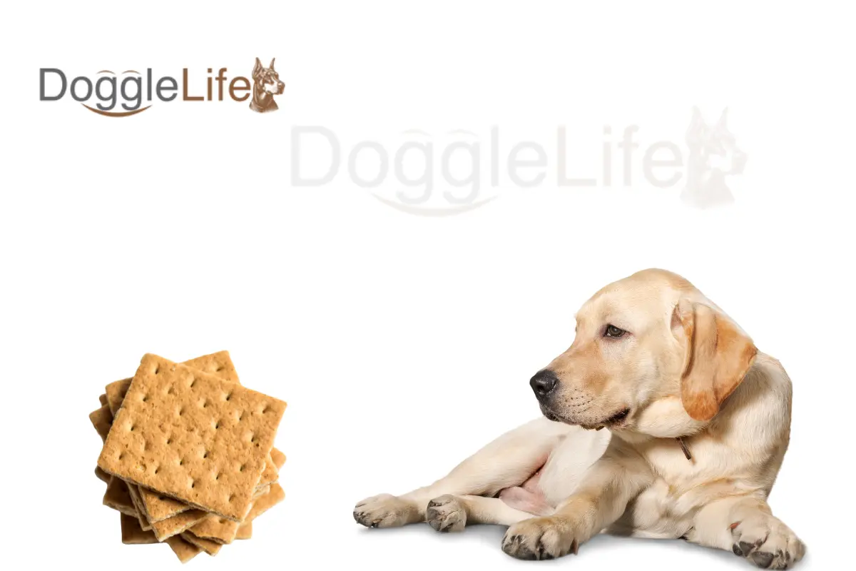 can dogs eat graham crackers
