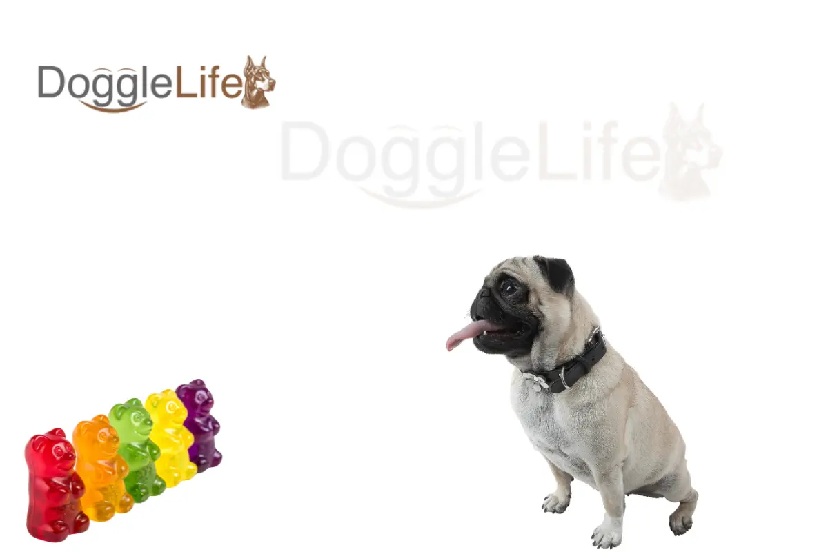 can dogs eat gummy bears