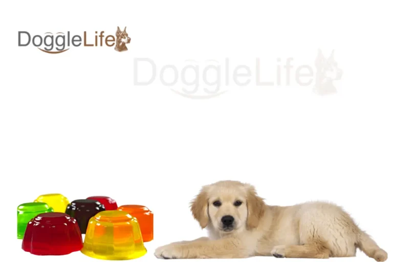 can dogs eat jello