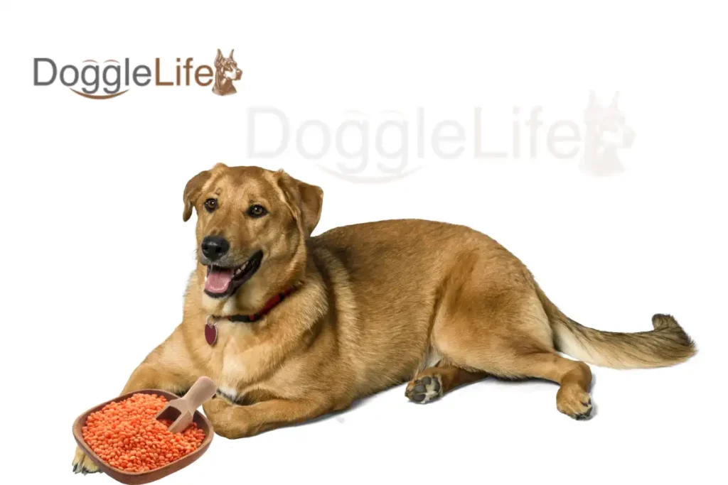 Can Dogs Eat Lentils Vet Approved