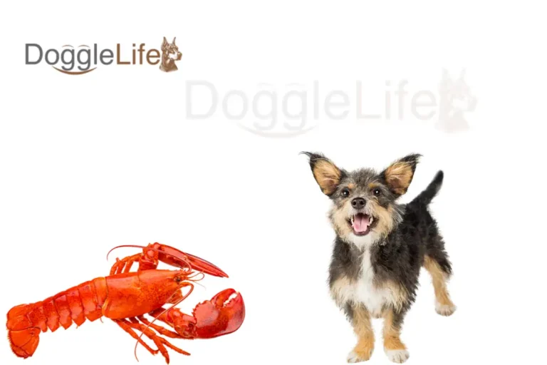 can dogs eat lobster
