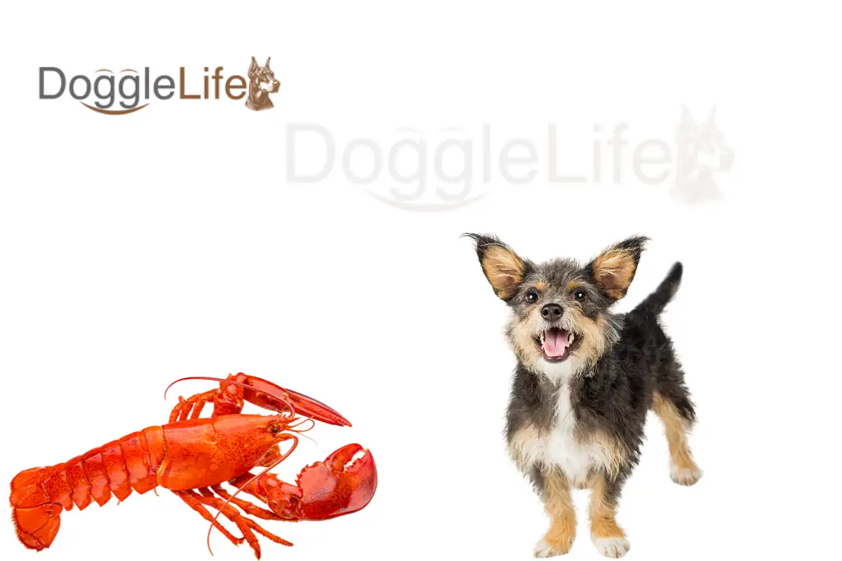 can dogs eat lobster