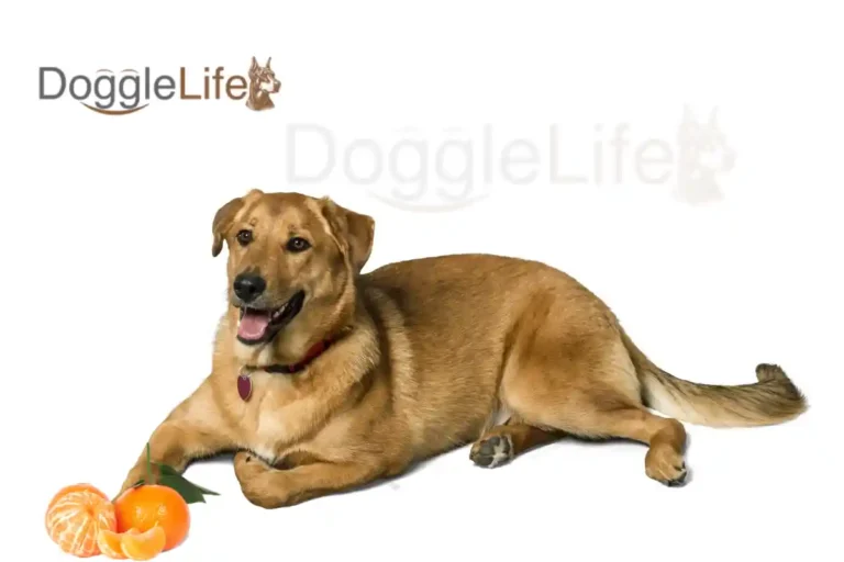 can dogs eat mandarins