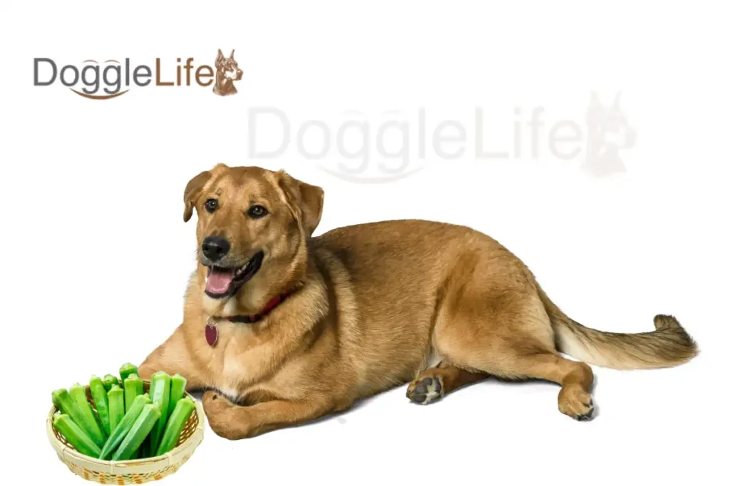 Can Dogs Eat Okra Vet Approved
