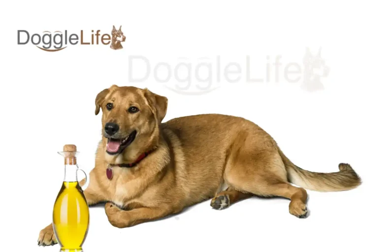 can dogs eat olive oil