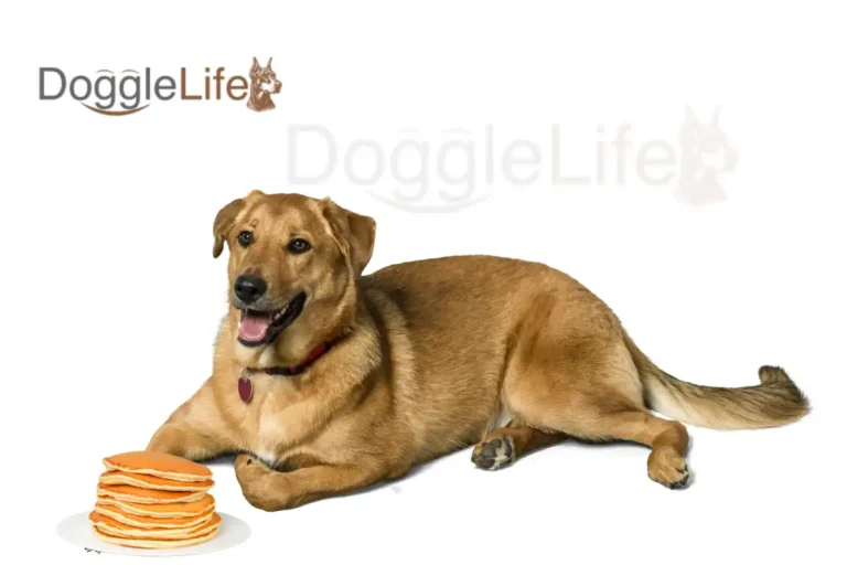 can dogs eat pancakes