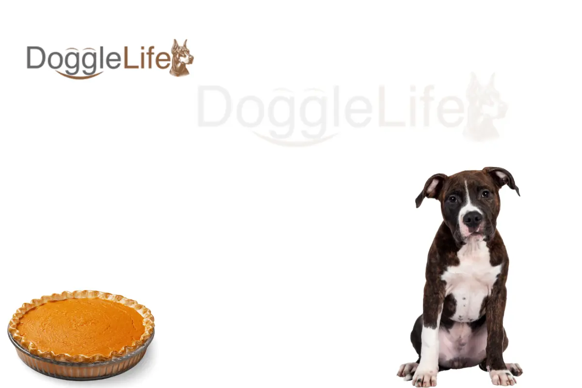 Can Dogs Eat Pumpkin Pie