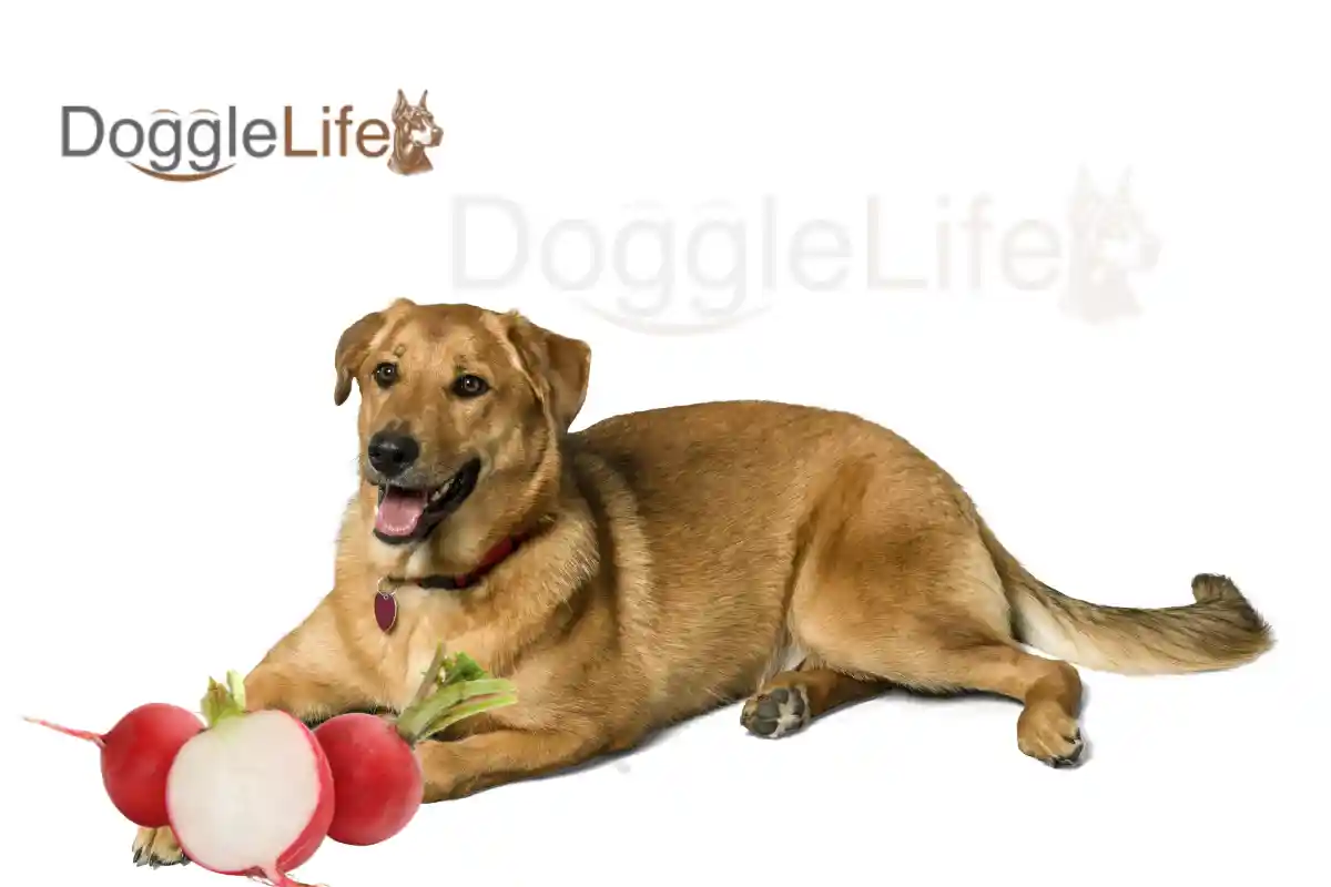 can dogs eat radishes