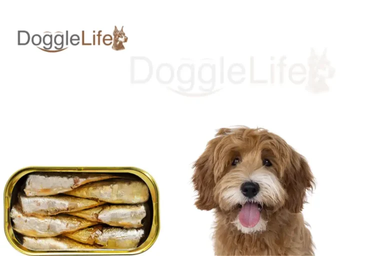 can dogs eat sardines