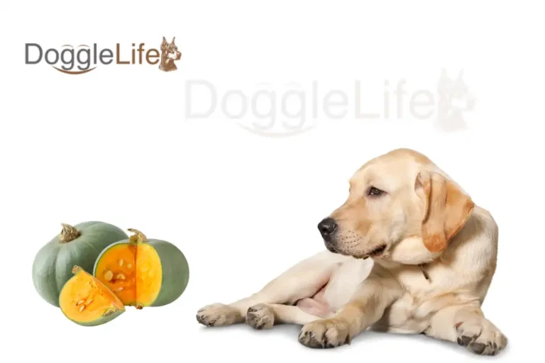 can dogs eat squash