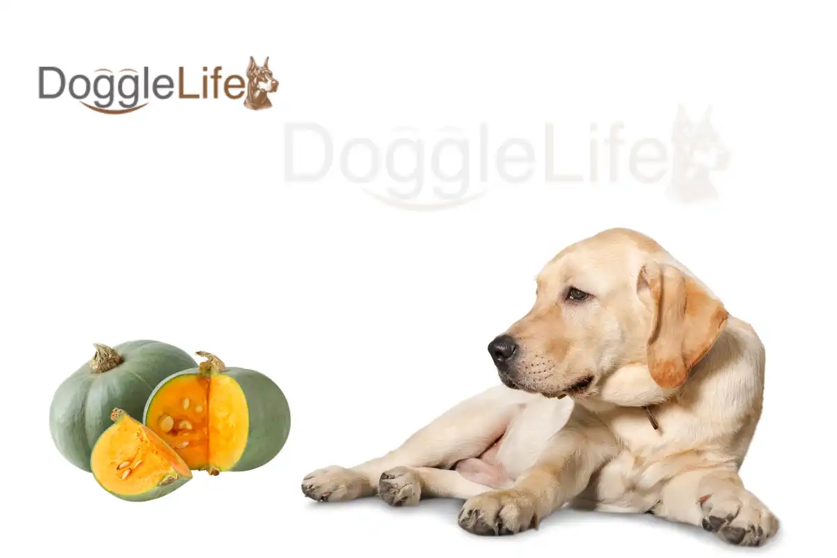 can dogs eat squash