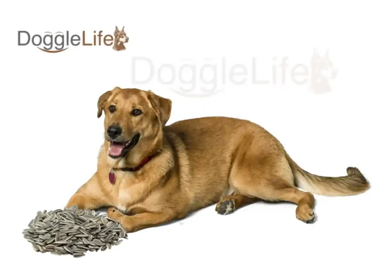 can dogs eat sunflower seeds