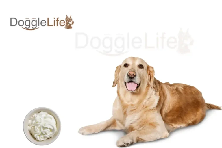 can dogs eat whipped cream