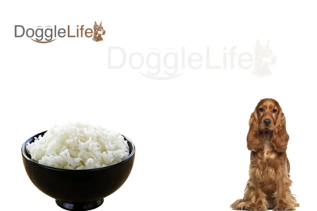can dogs eat white rice Vet Approved