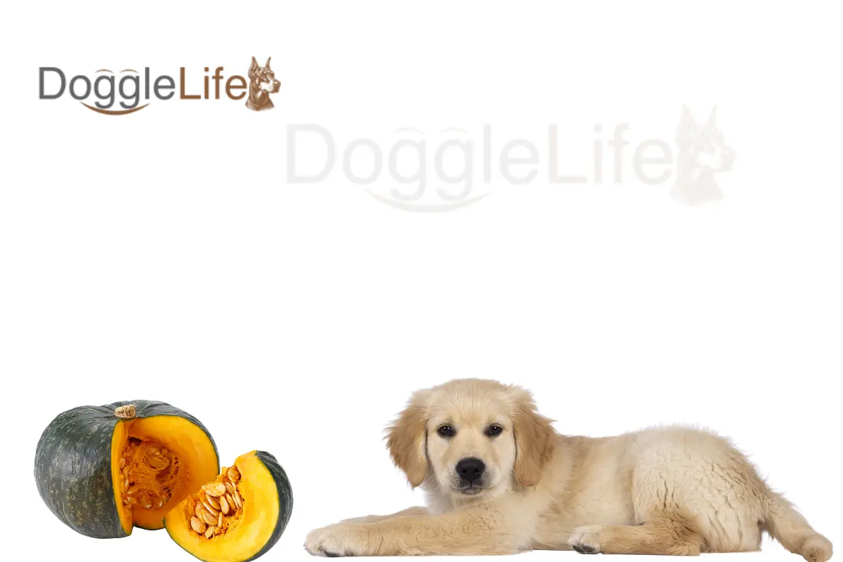 can dogs eat yellow squash