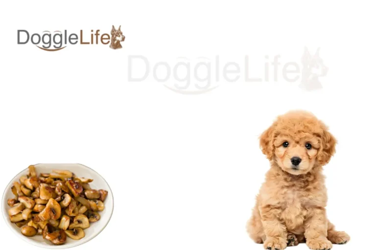 Can Dogs Eat Mushrooms Cooked